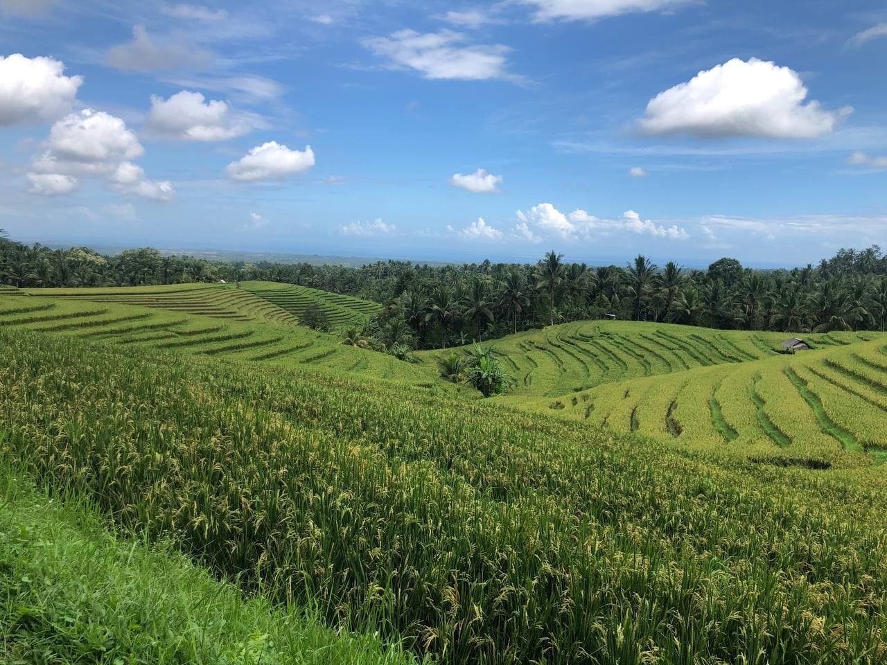 Tibu Sampi Waterfall: Bali's Hidden Gem with Rice Paddy Charm